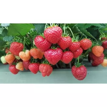 Рассада Земляники ФРИГО Шарлотта (Charlotte) A+ (15-20 мм), P9 Горшок