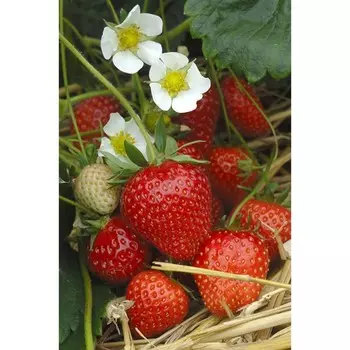 Рассада Земляники круноплодной (клубники) ФРИГО Сирафин (Cirafine) A+ (15-20 мм), P9 Горшок 103799