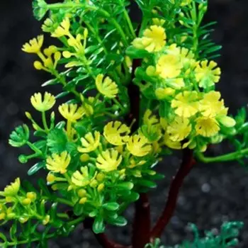 Растение искусственное аквариумное, 15 см, зелёное