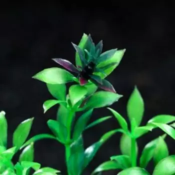 Растение искусственное аквариумное, 3 х 13 см, зелёное, 1 шт.