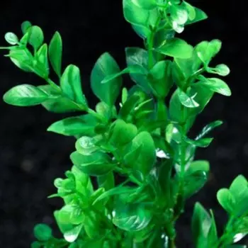 Растение искусственное аквариумное, 6 х 24 см, зелёное