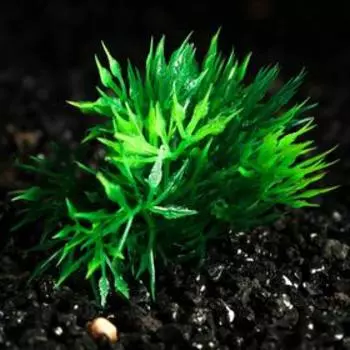 Растение искусственное аквариумное, 5 см, зелёное