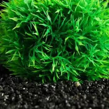 Растение - шар для аквариума, 13 см, зелёное