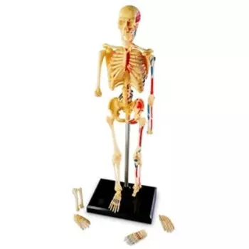 Развивающая игрушка «Анатомия человека. Скелет», 41 элемент
