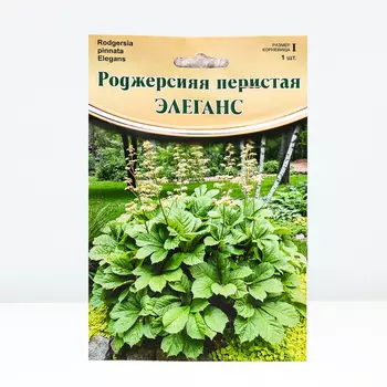 Роджерсияя "Elegans", р-р I, 1 шт, Весна 2024