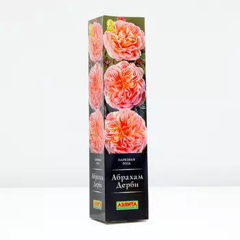 Роза Абрахам Дерби, 1 шт, Весна 2024