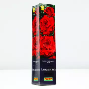 Роза Алмаатинка, 1 шт, Весна 2024