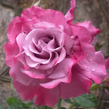 Роза Аметист, 1 шт, Весна 2024