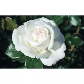 Роза Белый Медведь, 1 шт, Весна 2024