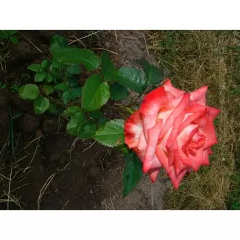 Роза Блаш, 1 шт, Весна 2024