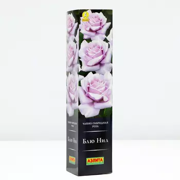 Роза Блю Нил, 1 шт, Весна 2024