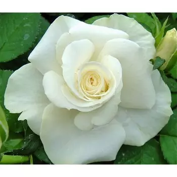 Роза чайно-гибридная Аваланш, C2 горшок, Н25-45 высота, 1 шт.