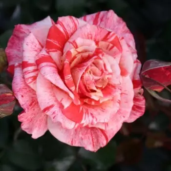 Роза чайно-гибридная Филателия, C3,5 горшок, Н25-45 высота, 1 шт.