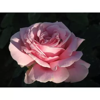 Роза чайно-гибридная Фредерик Мистраль, C3,5 горшок, Н25-45 высота, 1 шт.