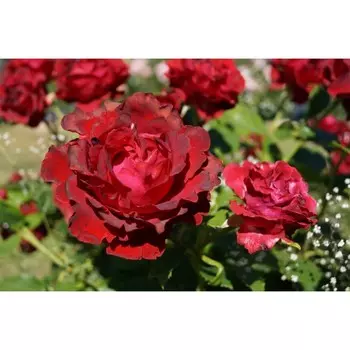 Роза чайно-гибридная Хоммаж Барбара, C3,5 горшок, Н25-45 высота, 1 шт.