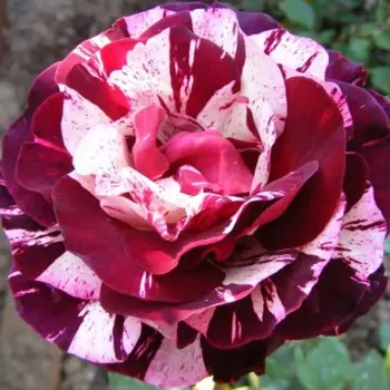 Роза чайно-гибридная Имэджин, C3,5 горшок, Н25-45 высота, 1 шт.