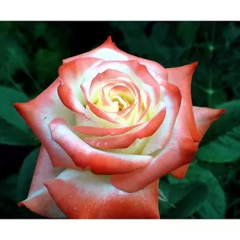 Роза чайно-гибридная Императрица Фара, C3,5 горшок, Н25-45 высота, 1 шт, Лето 2024
