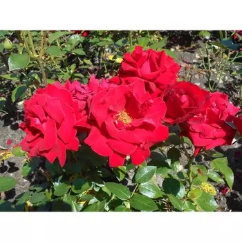 Роза чайно-гибридная Ингрид Бергман, C3,5 горшок, Н25-45 высота, 1 шт.