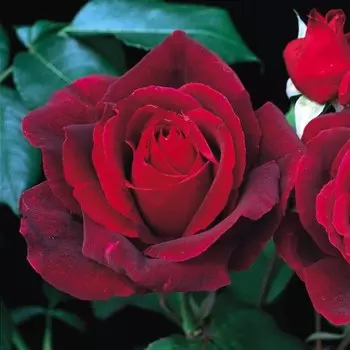 Роза чайно-гибридная Мистер Линкольн, C3,5 горшок, Н25-45 высота, 1 шт.