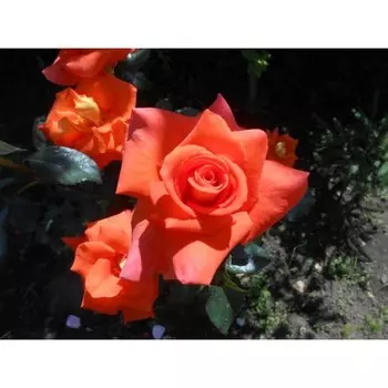 Роза чайно-гибридная Моника, C3,5 горшок, Н25-45 высота, 1 шт.