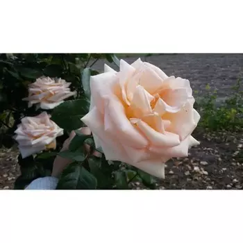 Роза чайно-гибридная Осиана, C3,5 горшок, Н25-45 высота, 1 шт.