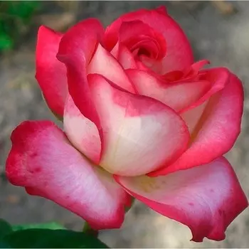 Роза чайно-гибридная Рина Херхолдт, C3,5 горшок, Н25-45 высота, 1 шт.