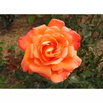 Роза чайно-гибридная Вуду, C3,5 горшок, Н25-45 высота, 1 шт.