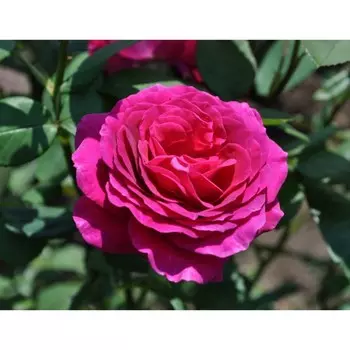 Роза чайно-гибридная Жорианда, C3,5 горшок, Н25-45 высота, 1 шт.