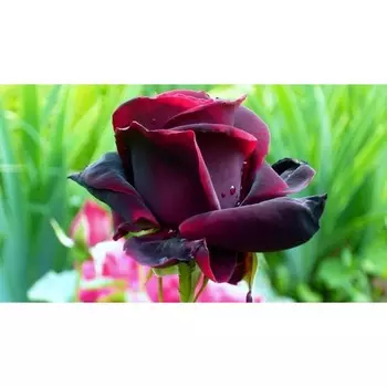 Роза Черный принц, 1 шт, Весна 2024