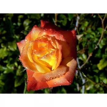 Роза Циркус, 1 шт, Весна 2024