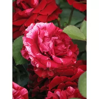 Роза Дип Импрешн, 1 шт, Весна 2024