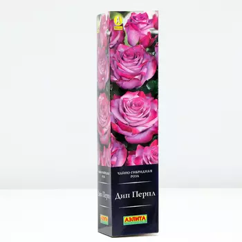 Роза Дип Перпл, 1 шт, Весна 2024