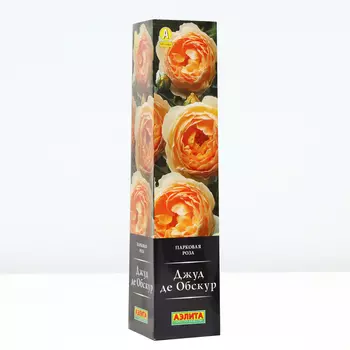 Роза Джуд де Обскур, 1 шт, Весна 2024