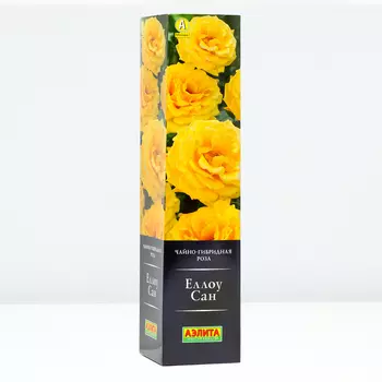 Роза Еллоу Сан, 1 шт, Весна 2024