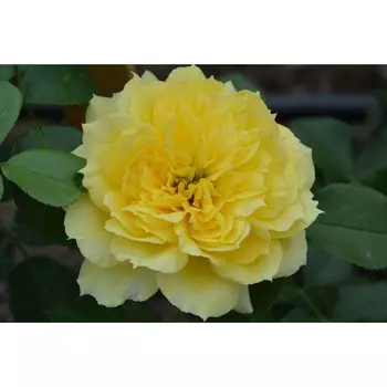 Роза флорибунда Чайна Гел, C3,5 горшок, Н25-45 высота, 1 шт.