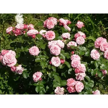 Роза флорибунда Кимоно, C3,5 горшок, Н25-45 высота, 1 шт.