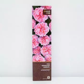 Роза флорибунда Кимоно (в тубе) 1 шт, 2/3 стебля