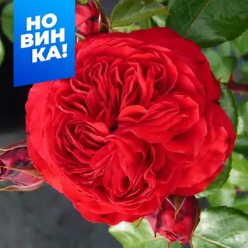 Роза Флорибунда (кустовая) Инзел Майнау Весна 2025