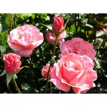 Роза флорибунда Квин Элизабет, C3,5 горшок, Н25-45 высота, 1 шт.
