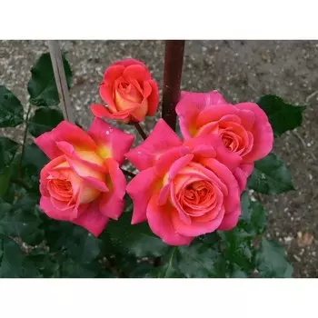 Роза флорибунда Мидсаммэ, C3,5 горшок, Н25-45 высота, 1 шт.
