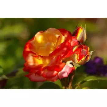 Роза флорибунда Румба, C3,5 горшок, Н25-45 высота, 1 шт, Лето 2024