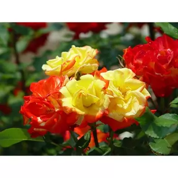 Роза флорибунда Самба, C3,5 горшок, Н25-45 высота, 1 шт.