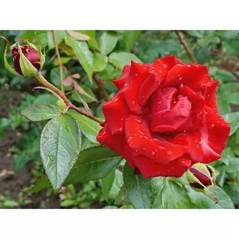 Роза Флуоресцент, 1 шт, Весна 2024