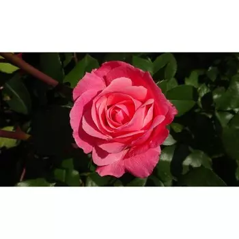 Роза Фосфор, 1 шт, Весна 2024