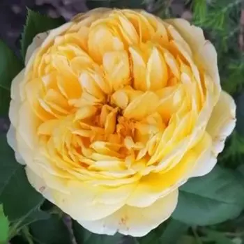 Роза Голден Селебрейшн, Весна 2025, 1 шт.