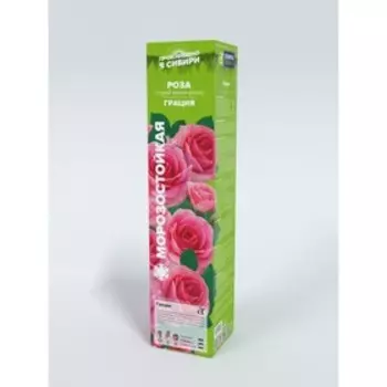 Роза Грация, Весна 2024, 1 шт.