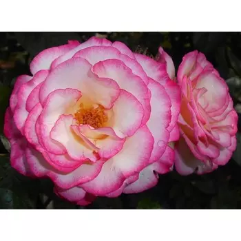 Роза Хандел, 1 шт, Весна 2024