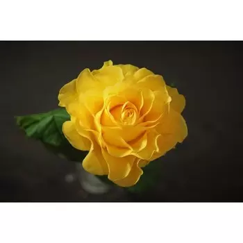 Роза Илиос, 1 шт, Весна 2024