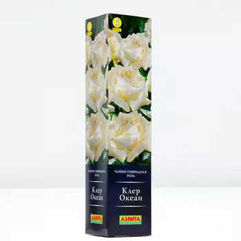 Роза Клер Океан, 1 шт, Весна 2024