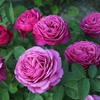 Роза Клод Брассёр, 1 шт, Весна 2024